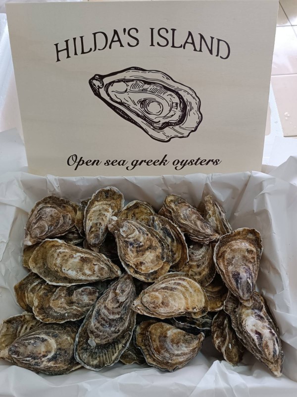 ionian shells-oysters from Greece